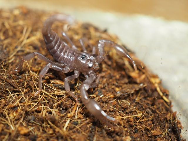 チャグロサソリ（アジアンフォレストスコーピオン） 蠍、サソリ標本